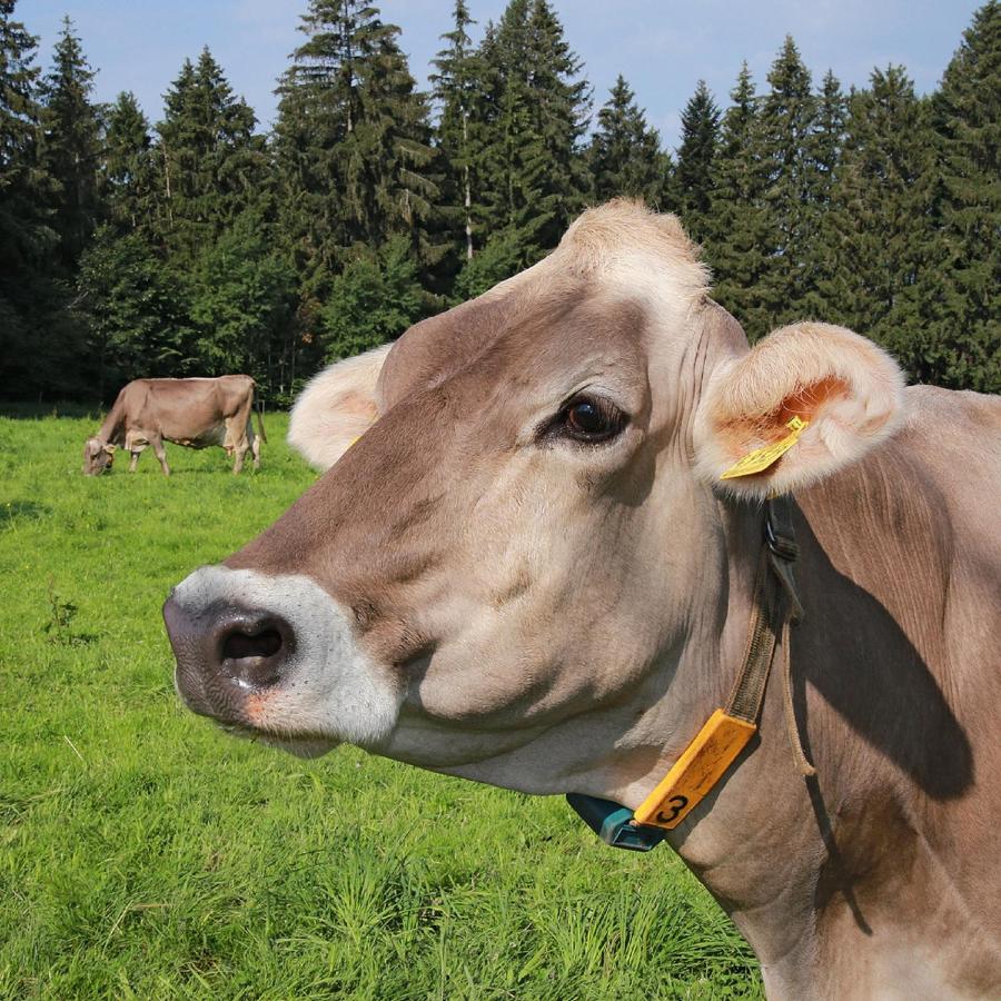 Ferienhof Bitschnau Lindenberg im Allgäu Kültér fotó