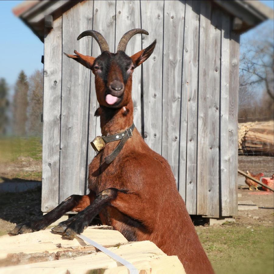 Ferienhof Bitschnau Lindenberg im Allgäu Kültér fotó